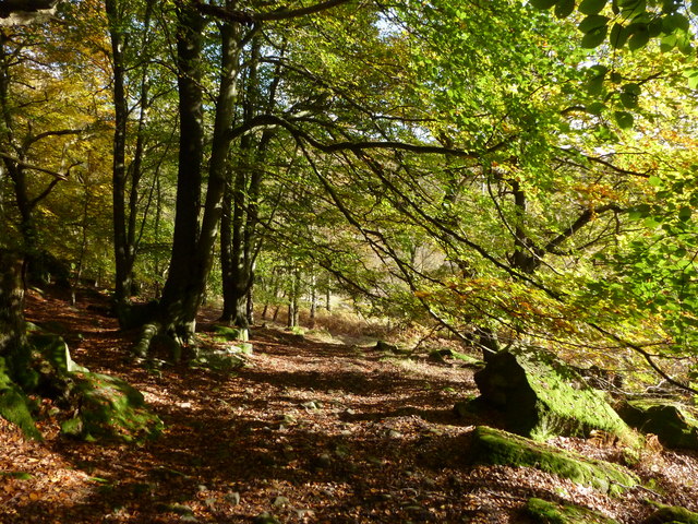 Woodland path on Bole Hill