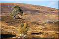 NH1923 : Birch and Scots Pine above Loch Affric by Mike Pennington