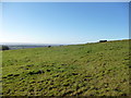 High sheep pasture below Gray Hill