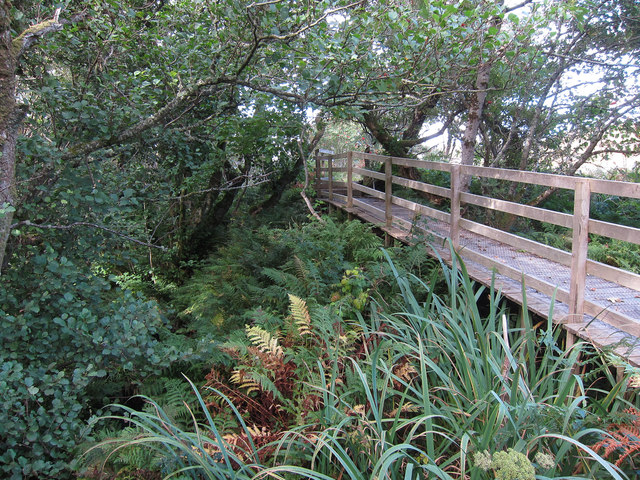 Walkway through woodland
