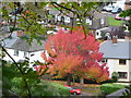 Autumn tree in Llanfoist