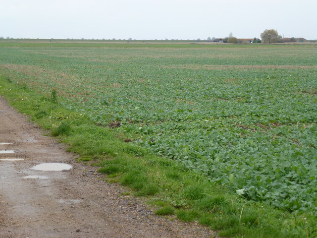 Farmland  near St Peter's Farm, Wisbech Road, Goosetree