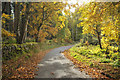 Minor road near Milton of Abercairny