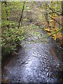 The River Loveny in Pengelly Wood