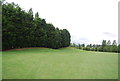 TQ9093 : Shelterbelt, Ballards Gore Golf Course by N Chadwick