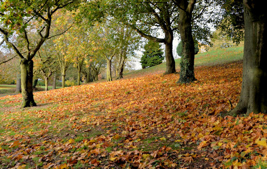 Autumn leaves, Dundonald
