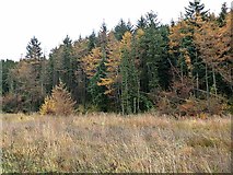 NY7574 : Mixed larch and spruce in Wark Forest by Oliver Dixon
