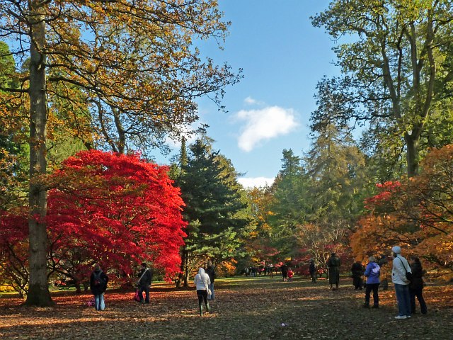 Admiring the Autumn Colours at Westonbirt Arboretum