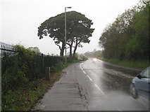 SX8769 : Monterey Pines by the A380 Torquay Road, Aller by Robin Stott