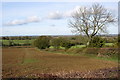 Field and hedge looking toward Hollingdon