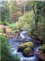 The River Loveny on the edge of Trevenna Wood