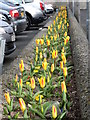 Flower bed at the car park of the old regional college campus