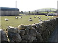 Grazing sheep at Ballinran