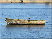 O1834 : Cormorant on a boat in Dublin Harbour by John S Turner