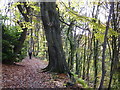 Autumn leaves on a path above Potter Dam