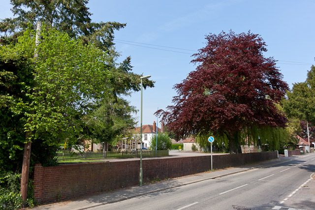 Trees on Southwick Road, Denmead