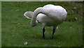 TQ2276 : Bewick's Swan, London  Wetland Centre, Barnes, London by Christine Matthews
