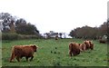 Grazing north of Easton Road