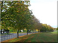 Trees beside Top Dartford Road