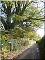 TQ4758 : Beech tree overlooking Sundridge Lane by Marathon