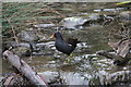 Moorhen (Gallinula chloropus), London Wetland Centre, Barnes, London