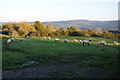 Sheep at Lower Lloyney