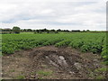 Potato fields alongside Brackenagh West Road