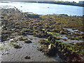 Groyne structure, Forton Lake, 2008