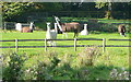 Llamas near Fifield