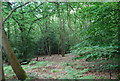 Woodland, Hambledon Common