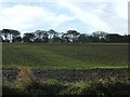 Farmland off Woldgate