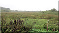 Boggy scrubland southwest of Ruan Major