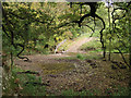 Aylesford Brook near Wilmington