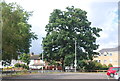 Tree corner  of Hillingdon Hospital car park