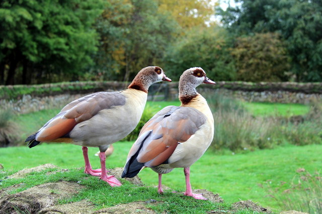 Egyptian Geese, London Wetland Centre, Barnes, London