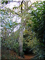 Beech Tree on the footpath to Bramfield Road