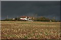 Cut maize at Lillesdon