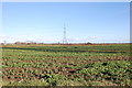 TR0429 : Crop Field on Romney Marsh by Julian P Guffogg