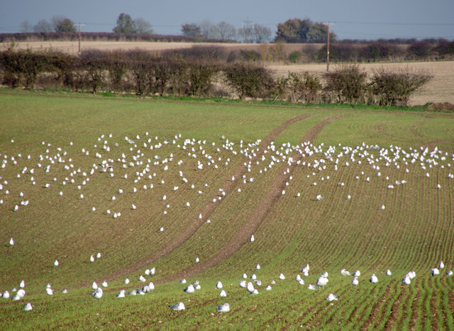 Winter Wheat and Gulls on Wootton Wold