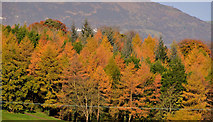 J3269 : Autumn trees, Barnett Demesne, Belfast (1) by Albert Bridge