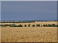 Arkesden Fields