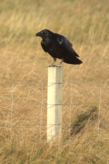 Northern Raven (Corvus corax), Norwick