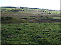 Grazing, Naworth Castle Estates