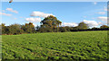 Autumn trees on field boundary