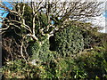 Ruined Chapel, Lower Tregerthen