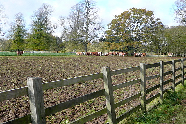 Cattle at Ditchley Park