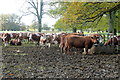 Cattle at Ditchley Park