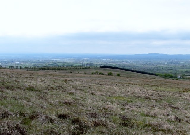 Wind brakes at the north-western edge of the moorland