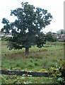 Oak in a field, Brickyard Lane, Newport