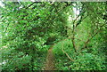 Bridleway on The North Downs